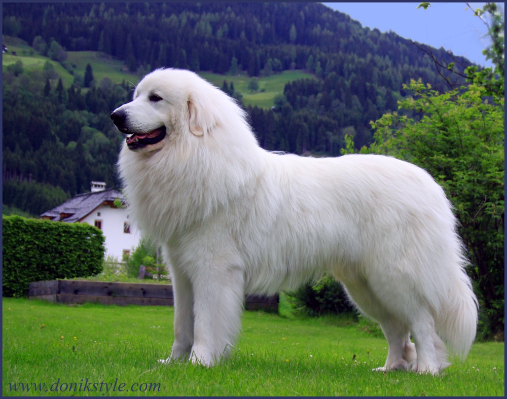 Пиренейская горная собака - Donik Style Kennel